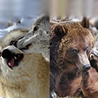 Grizzly & Wolf Center - Yearround Live Animals.