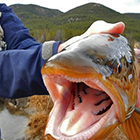 Wild Trout Outfitters - Big Trout Headquarters