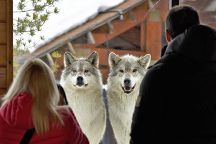 Grizzly And Wolf Discovery Center — , 
