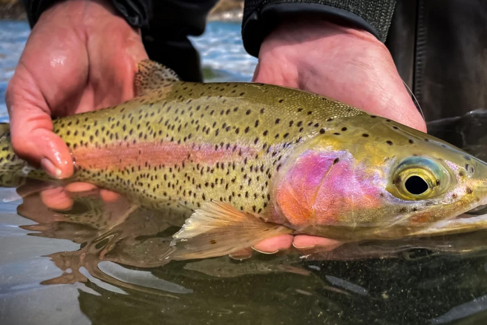 Greater Yellowstone Fly Fishers — , 