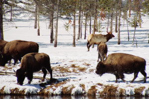 Big Sky Adventures & Tours - seasonal wildlife