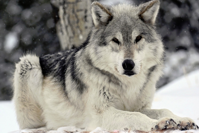 Grizzly And Wolf Discovery Center — , 