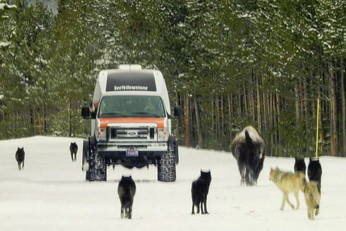 See Yellowstone Tours — , 