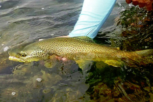 Montana Fly Fishing Guides | Gallatin fly fishing