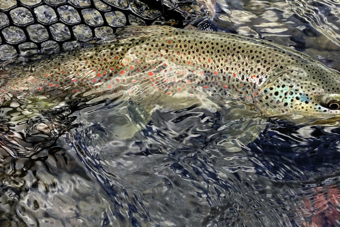 Montana Fly Fishing Guides LLC — , 