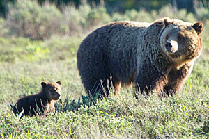 Yellowstone Safari Co. | Day Tour in Yellowstone