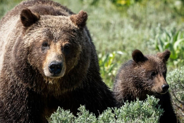 Yellowstone Safari Company — , 