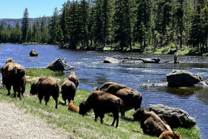 Yellowstone Safari Company | YNP Day Tour