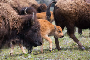 Big Sky Adventures & Tours - seasonal wildlife