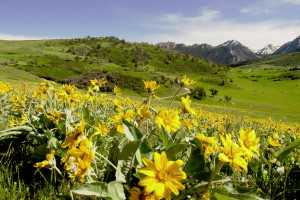 Pioneer Outfitters | Backcountry Pack Trips