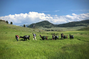 Pioneer Outfitters | Yellowstone hikes & fishing