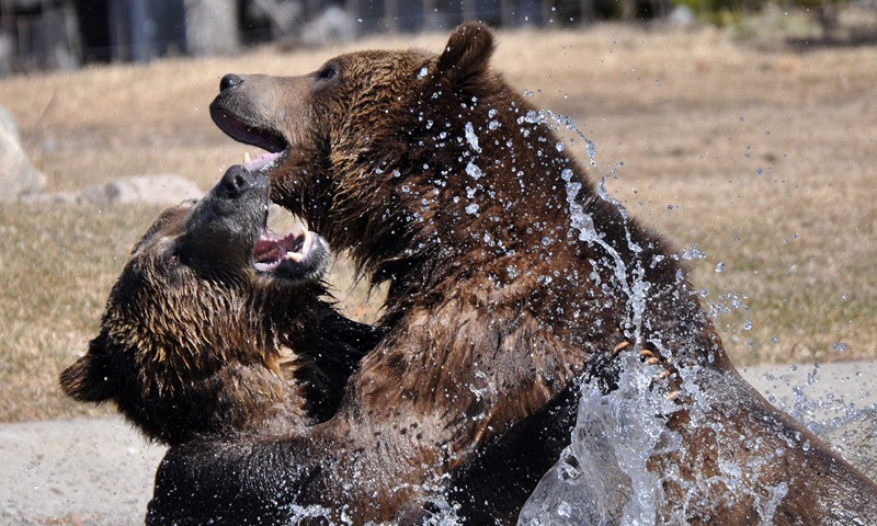 grizzly and wolf discovery center west yellowstone