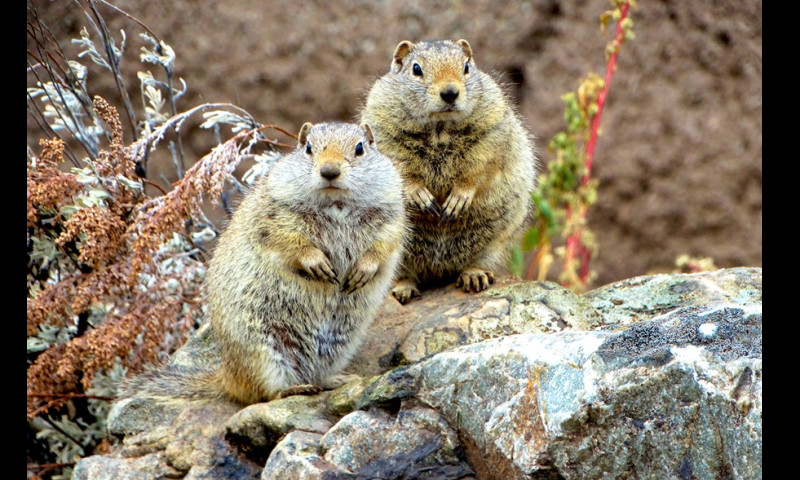 squirrels.pjg
