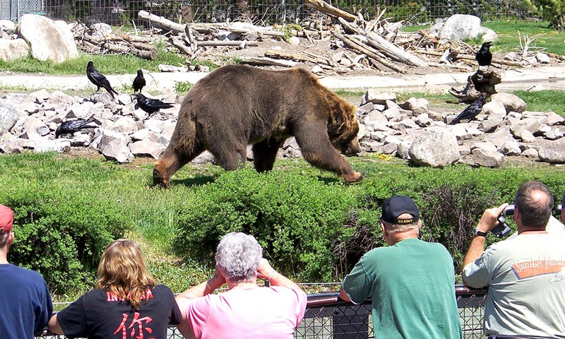 grizzly and wolf discovery center west yellowstone