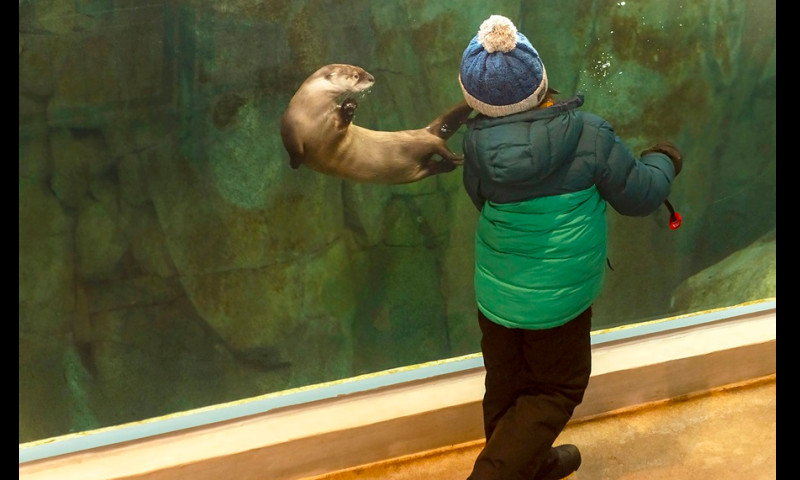 riverotters.jpg