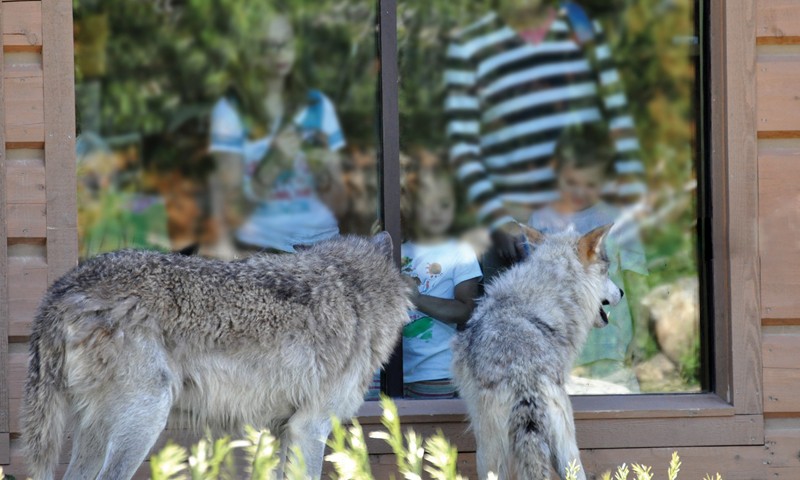 grizzly and wolf discovery center west yellowstone