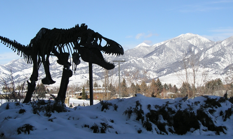 Museum Of The Rockies T-Rex Bozeman Montana