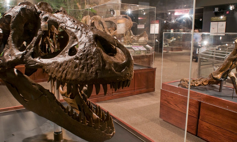 Dinosaur in the Museum of the Rockies in Bozeman Montana