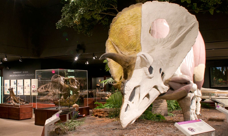 Triceratops in the Museum of the Rockies in Bozeman Montana