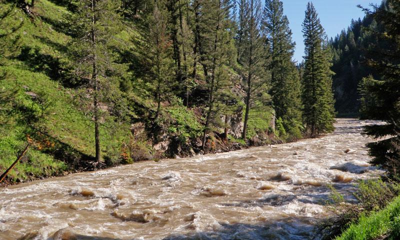 Flooding Gallatin River just outside Yellowstone National Park