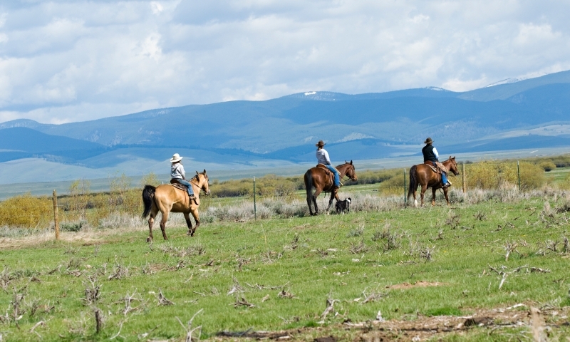 Horseback Riding Bitteroot Mountains Montana