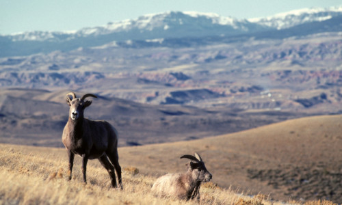 Bighorn Mountains