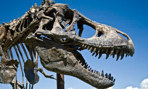 Museum of the Rockies in Bozeman