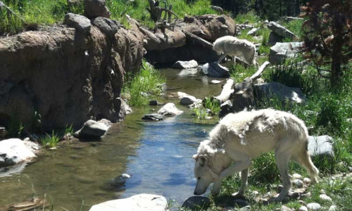 Grizzly & Wolf Discovery Center in West Yellowstone