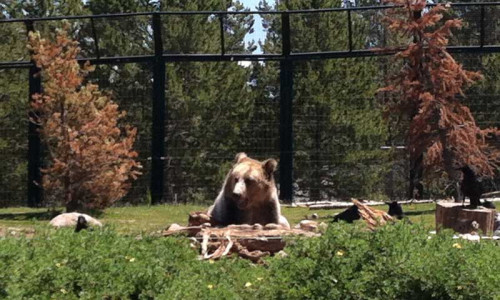 West Yellowstone Montana