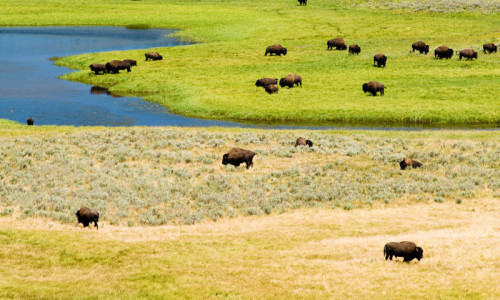 Yellowstone National Park